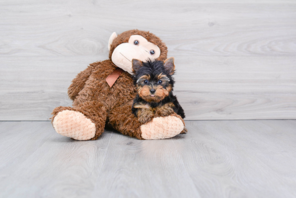 Meet Joey - our Yorkshire Terrier Puppy Photo 