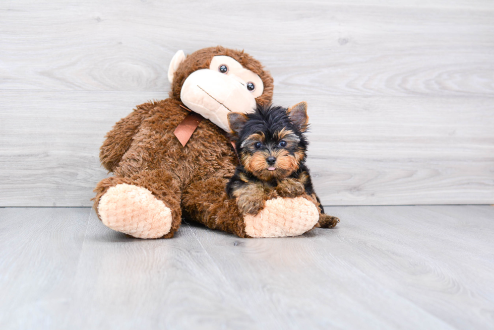 Meet Joey - our Yorkshire Terrier Puppy Photo 