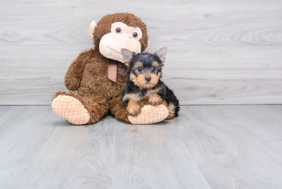 Meet Joey - our Yorkshire Terrier Puppy Photo 