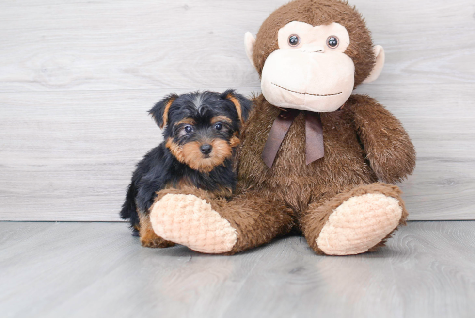 Best Yorkshire Terrier Baby