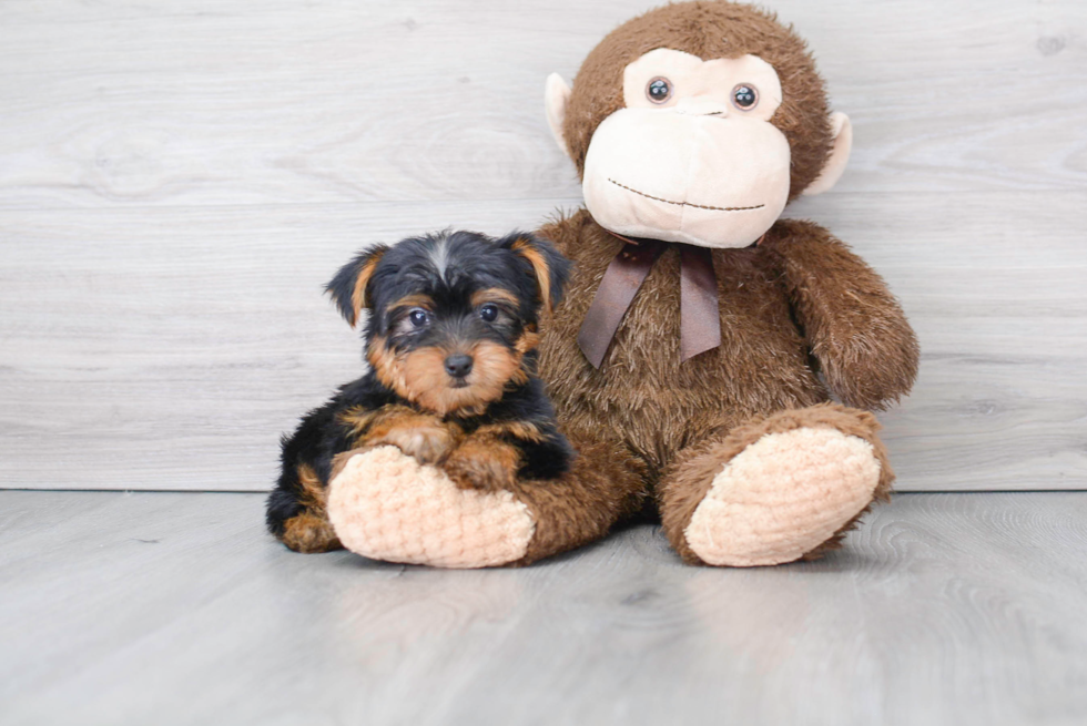 Hypoallergenic Yorkshire Terrier Purebred Pup