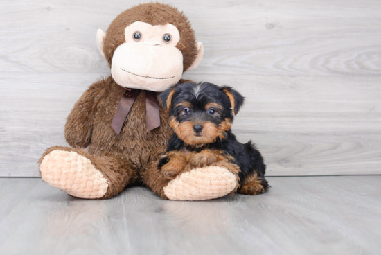 Best Yorkshire Terrier Baby