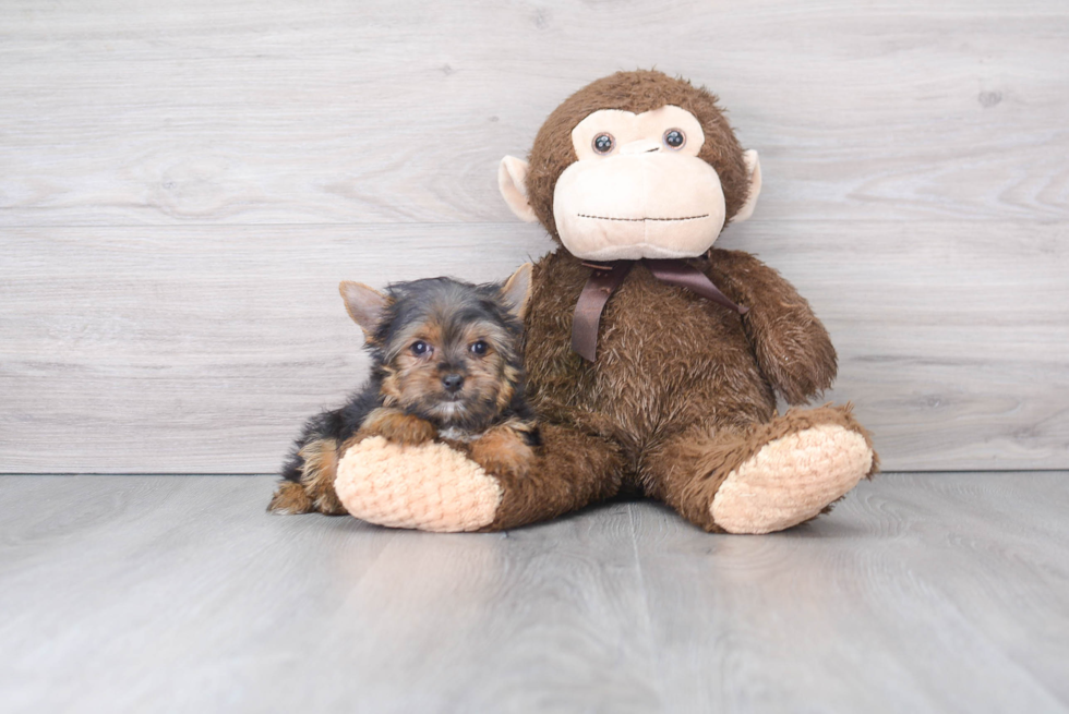 Happy Yorkie Purebred Puppy