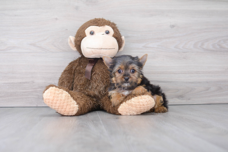 Yorkshire Terrier Puppy for Adoption