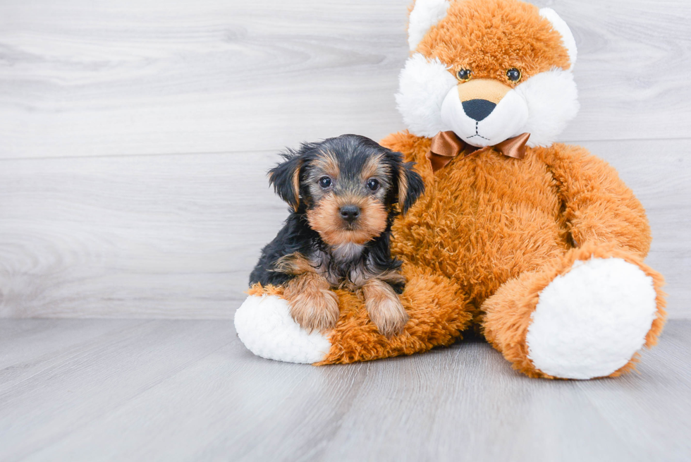 Meet Joey - our Yorkshire Terrier Puppy Photo 