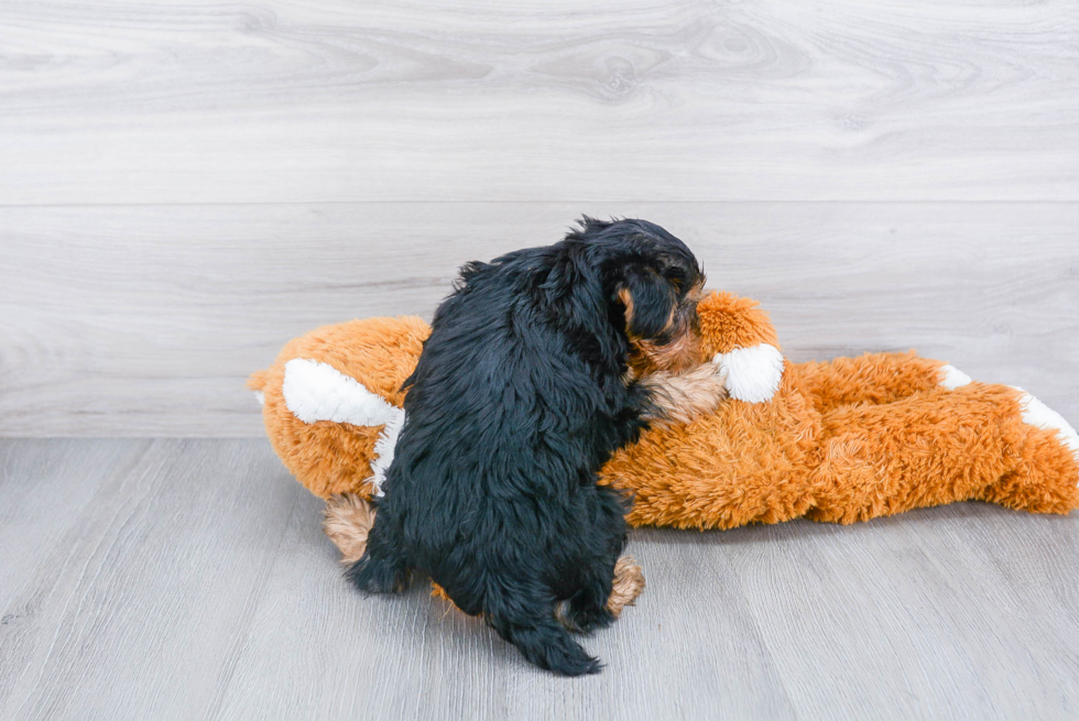 Meet Joey - our Yorkshire Terrier Puppy Photo 