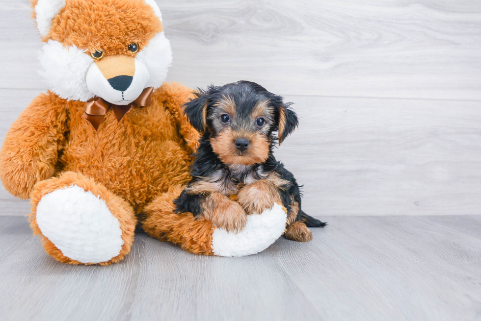 Meet Joey - our Yorkshire Terrier Puppy Photo 