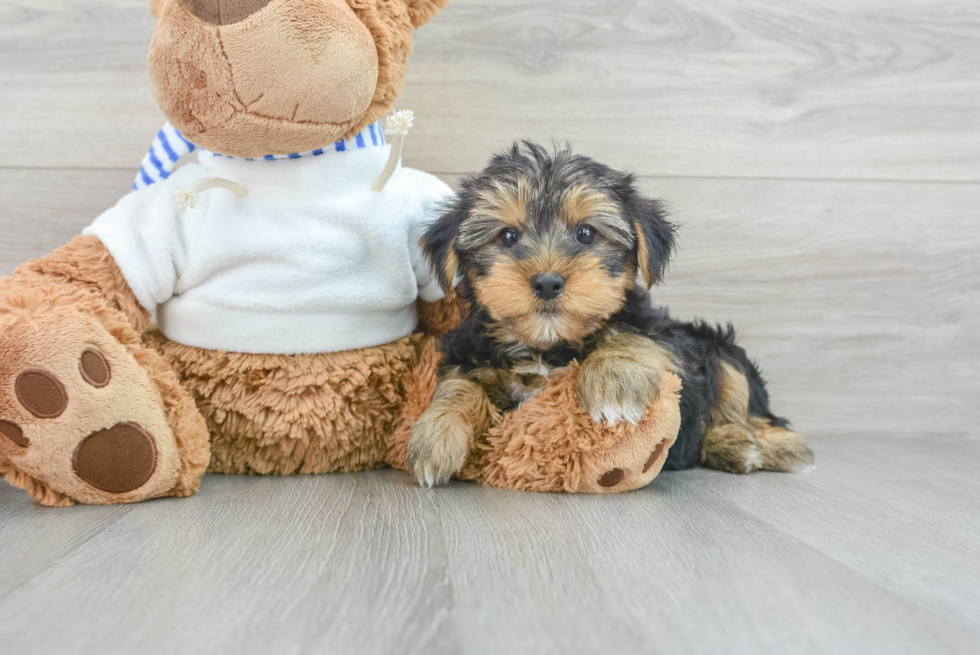 Yorkshire Terrier Pup Being Cute