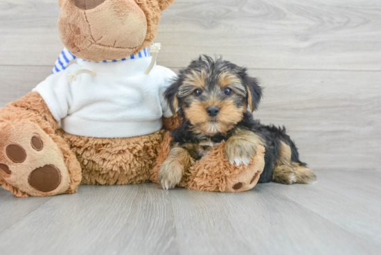 Yorkshire Terrier Pup Being Cute