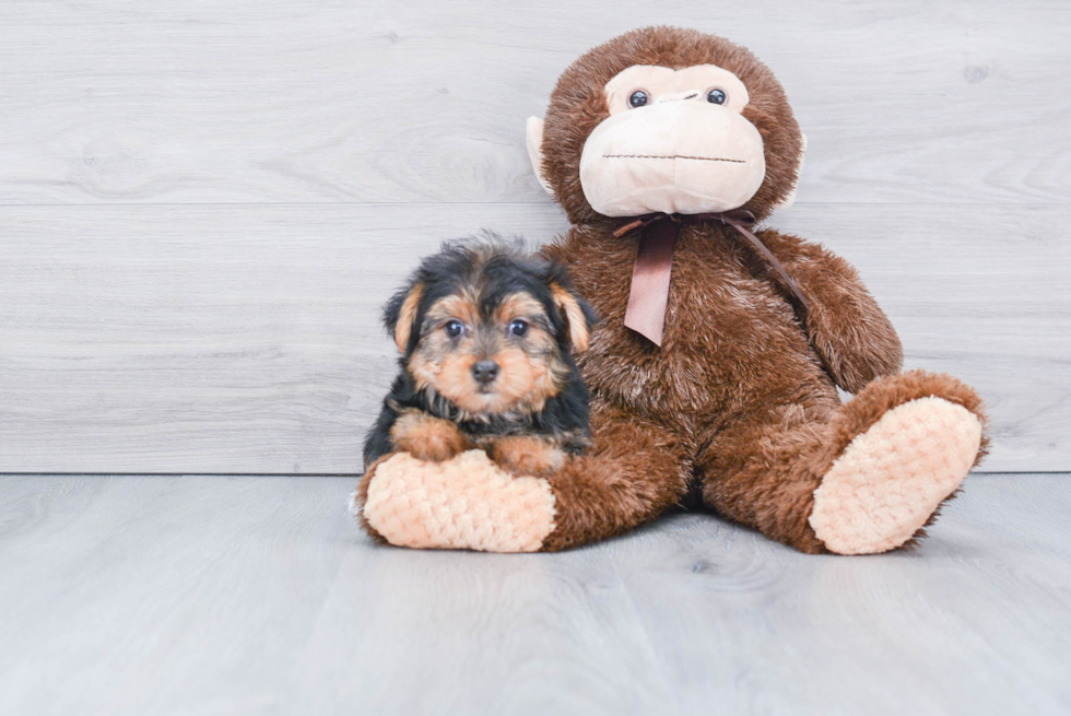 Meet Lisa - our Yorkshire Terrier Puppy Photo 