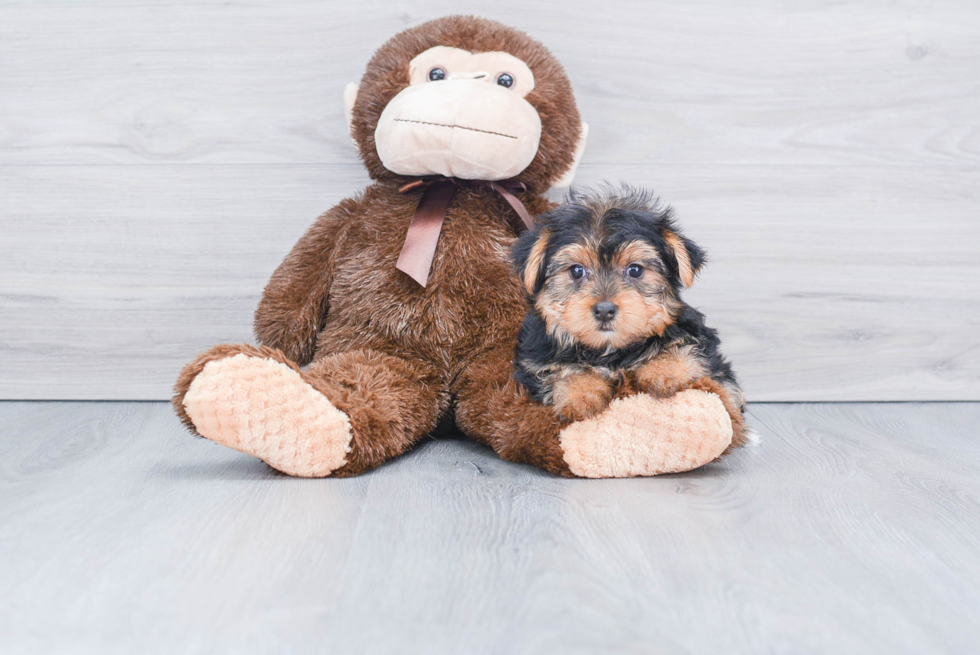 Meet Lisa - our Yorkshire Terrier Puppy Photo 