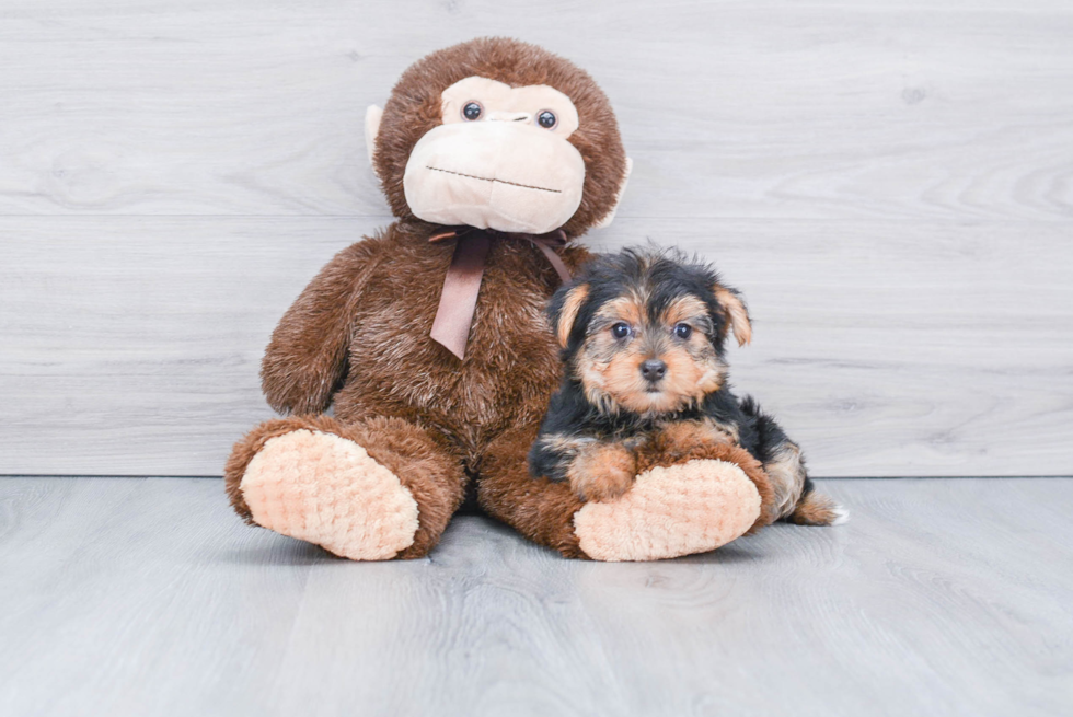 Meet Lisa - our Yorkshire Terrier Puppy Photo 