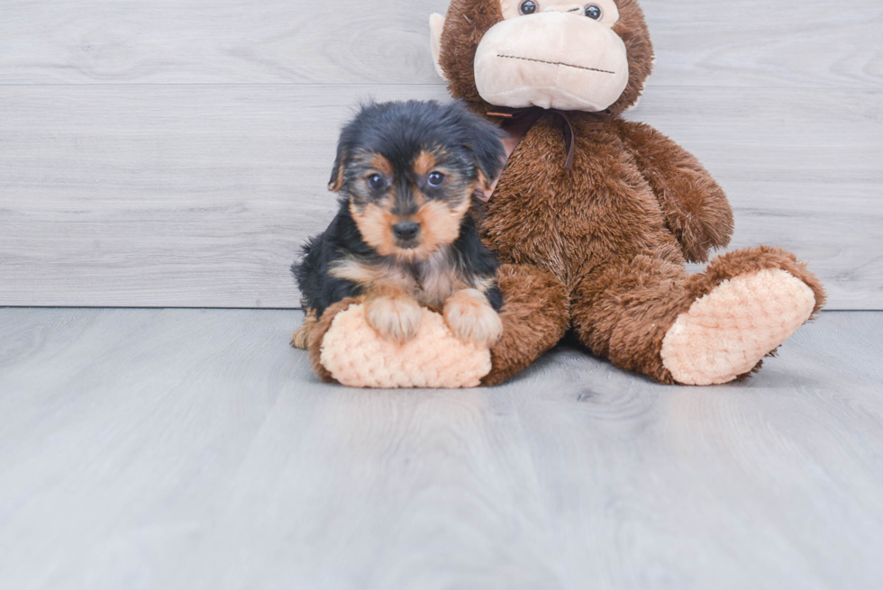 Meet Mollie Kate - our Yorkshire Terrier Puppy Photo 