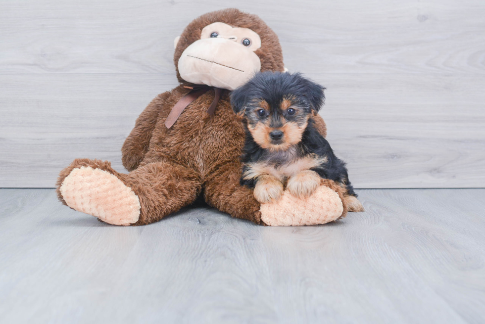 Meet Mollie Kate - our Yorkshire Terrier Puppy Photo 