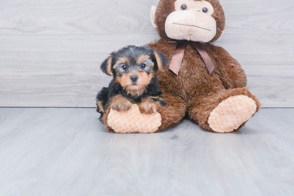 Meet Lisa - our Yorkshire Terrier Puppy Photo 