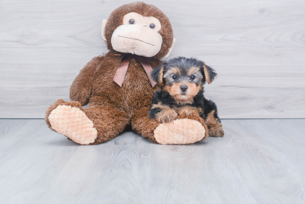 Meet Lisa - our Yorkshire Terrier Puppy Photo 