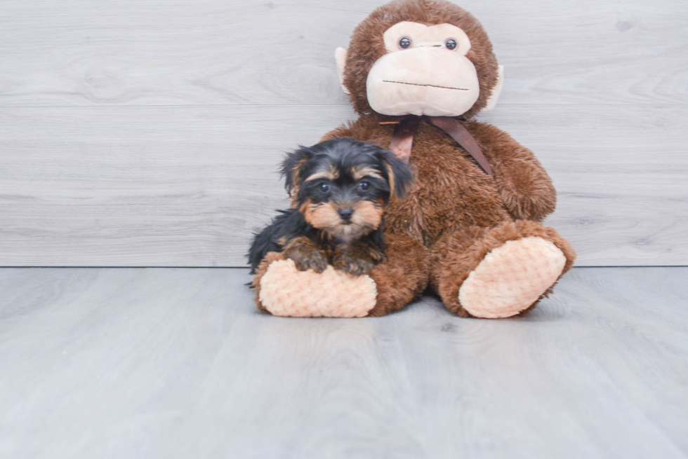 Meet Lisa - our Yorkshire Terrier Puppy Photo 