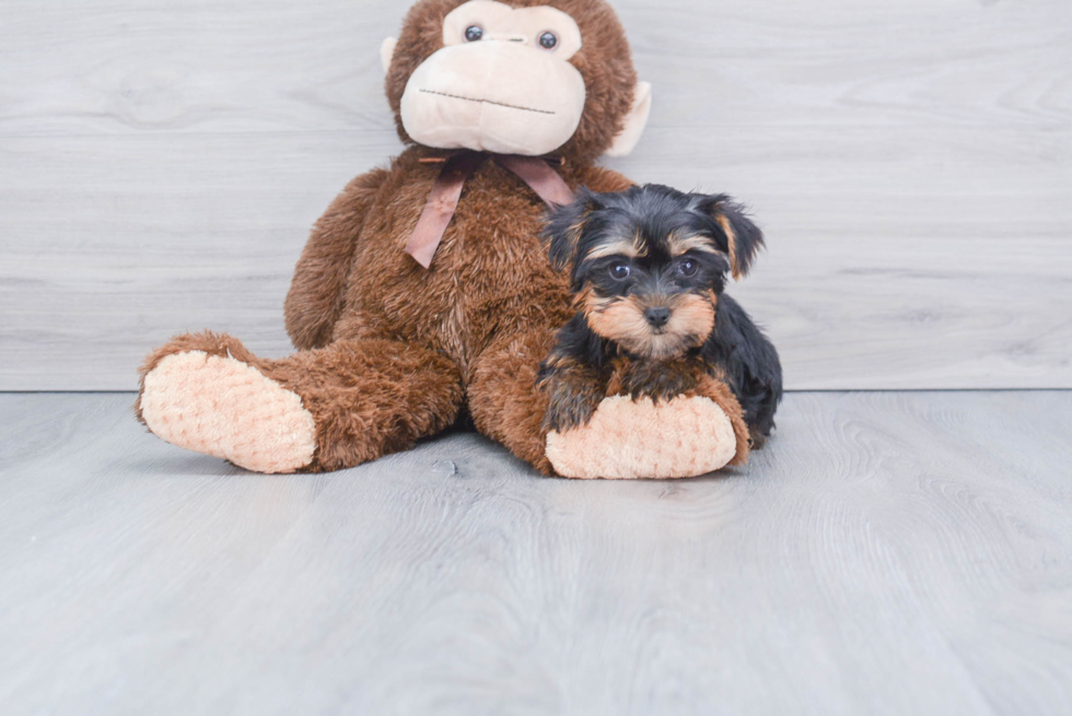 Meet Lisa - our Yorkshire Terrier Puppy Photo 