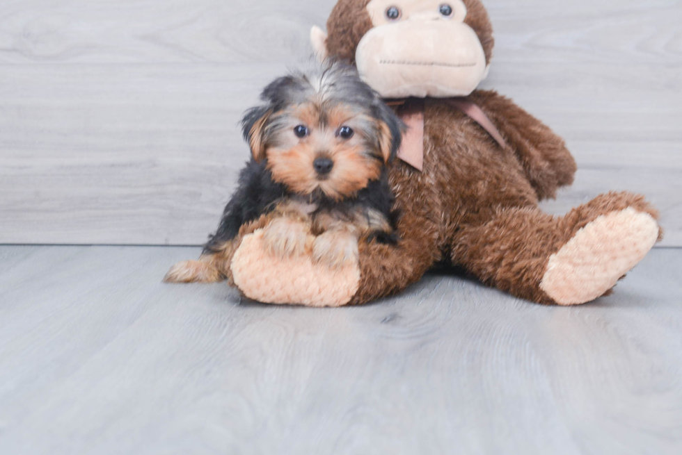 Meet Lisa - our Yorkshire Terrier Puppy Photo 