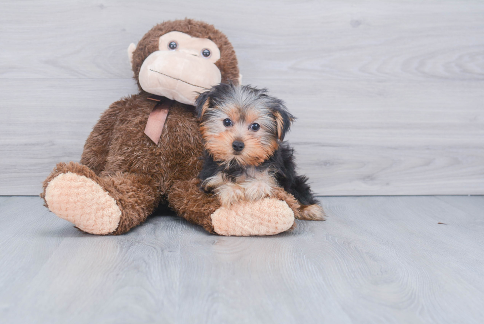 Meet Lisa - our Yorkshire Terrier Puppy Photo 