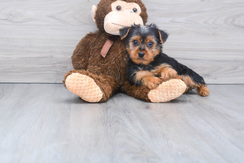 Meet Lisa - our Yorkshire Terrier Puppy Photo 