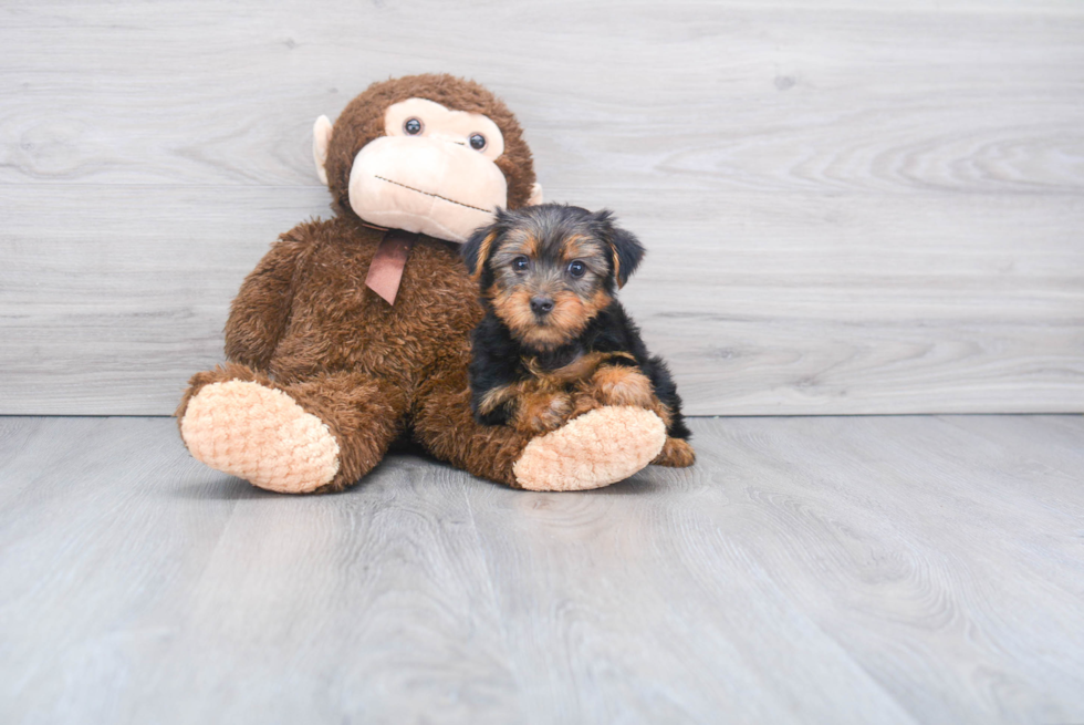 Meet Lisa - our Yorkshire Terrier Puppy Photo 