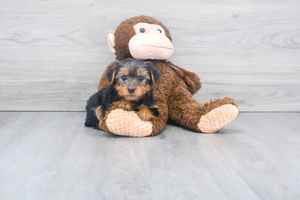 Meet Lisa - our Yorkshire Terrier Puppy Photo 