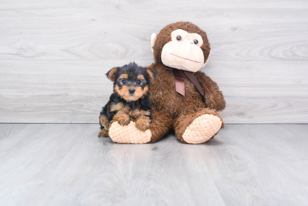 Meet Giselle - our Yorkshire Terrier Puppy Photo 