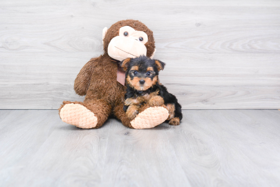 Meet Giselle - our Yorkshire Terrier Puppy Photo 