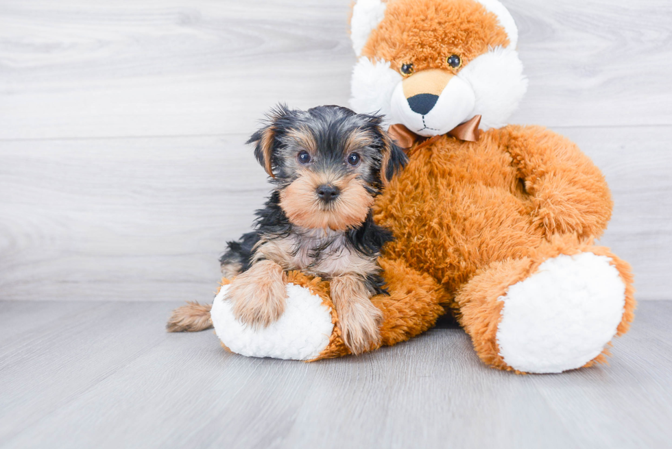 Meet Lisa - our Yorkshire Terrier Puppy Photo 