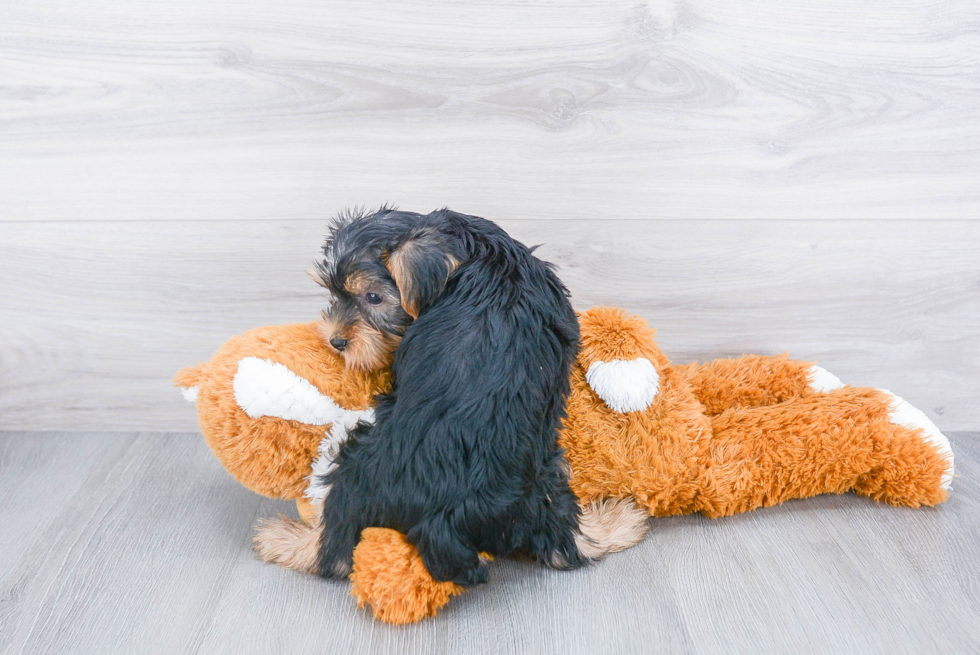 Meet Lisa - our Yorkshire Terrier Puppy Photo 