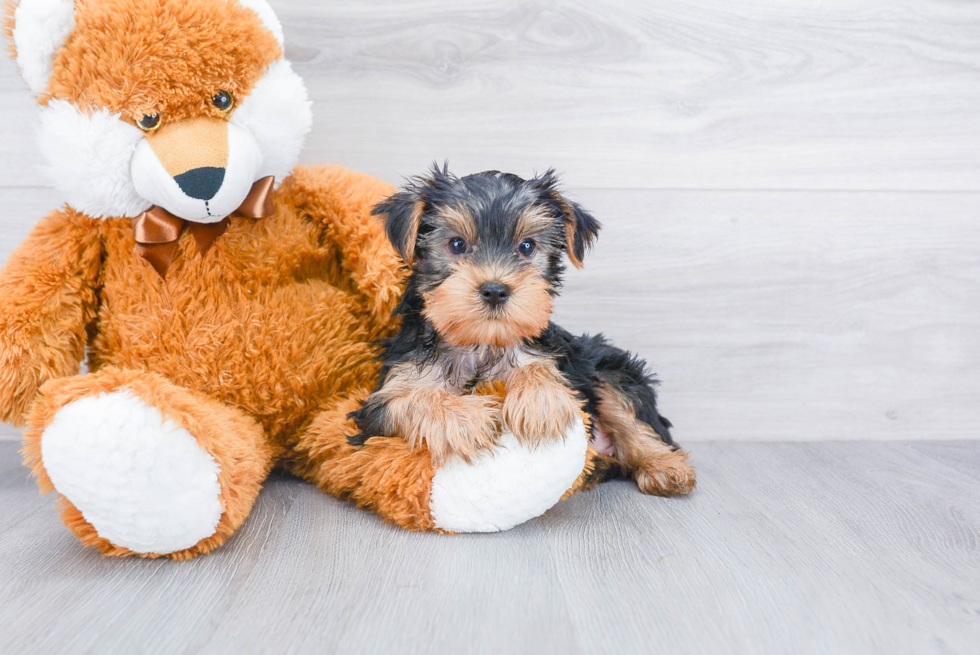 Meet Lisa - our Yorkshire Terrier Puppy Photo 