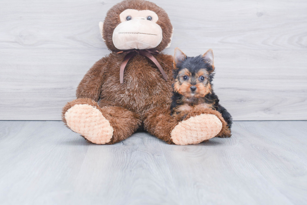 Meet Bendal - our Yorkshire Terrier Puppy Photo 