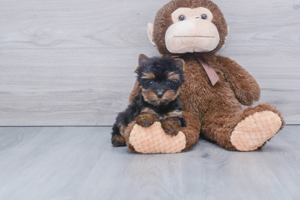 Meet Nugget - our Yorkshire Terrier Puppy Photo 