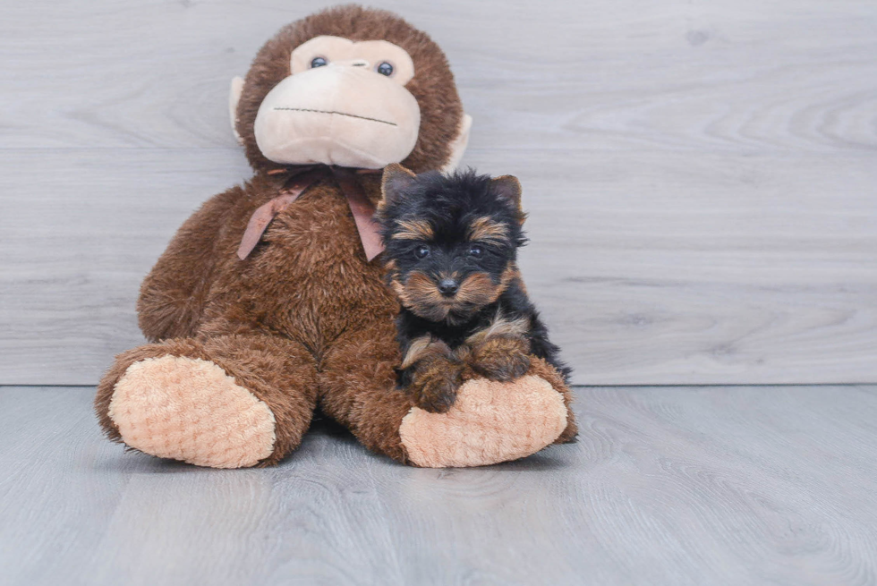 Meet Nugget - our Yorkshire Terrier Puppy Photo 