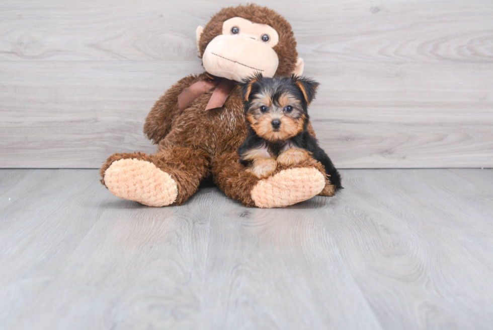 Meet Nugget - our Yorkshire Terrier Puppy Photo 