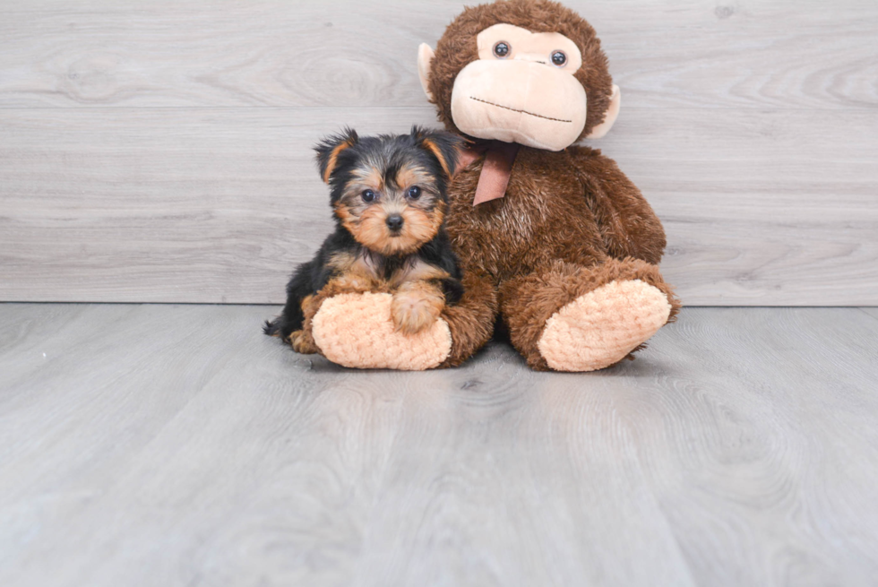 Meet Nugget - our Yorkshire Terrier Puppy Photo 