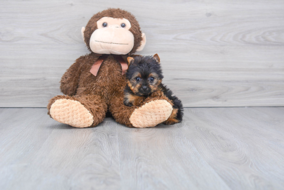 Meet Nugget - our Yorkshire Terrier Puppy Photo 