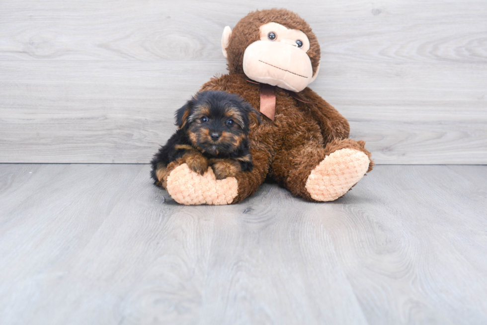 Meet Bella - our Yorkshire Terrier Puppy Photo 