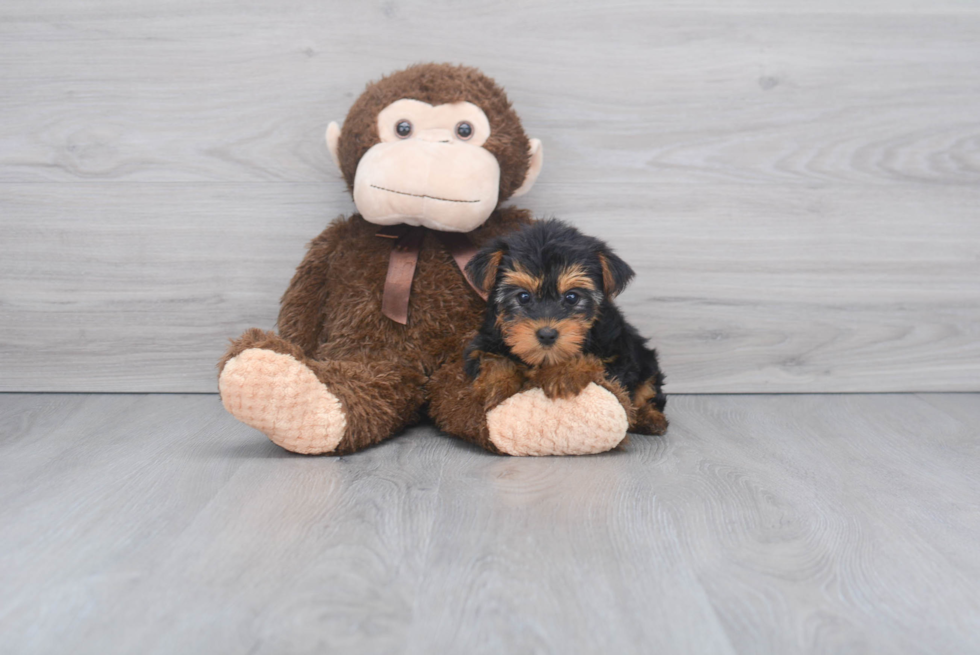 Meet Nugget - our Yorkshire Terrier Puppy Photo 