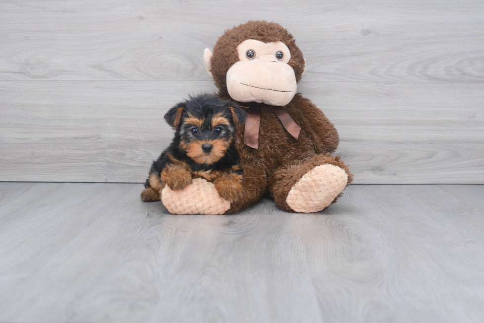 Meet Nugget - our Yorkshire Terrier Puppy Photo 