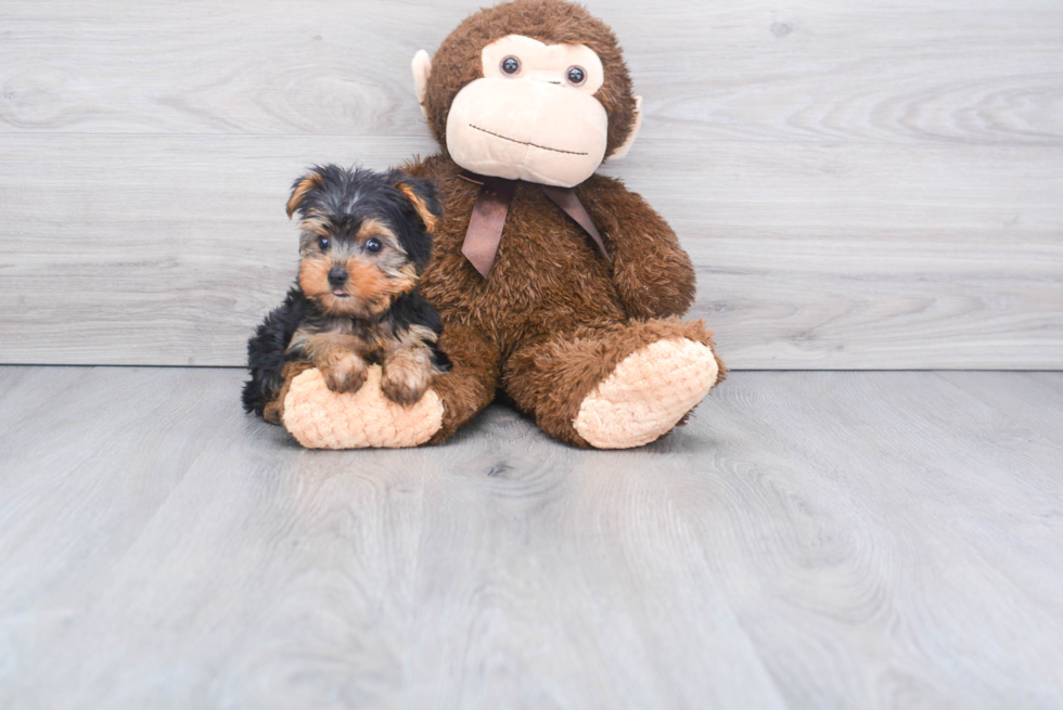 Meet Nugget - our Yorkshire Terrier Puppy Photo 