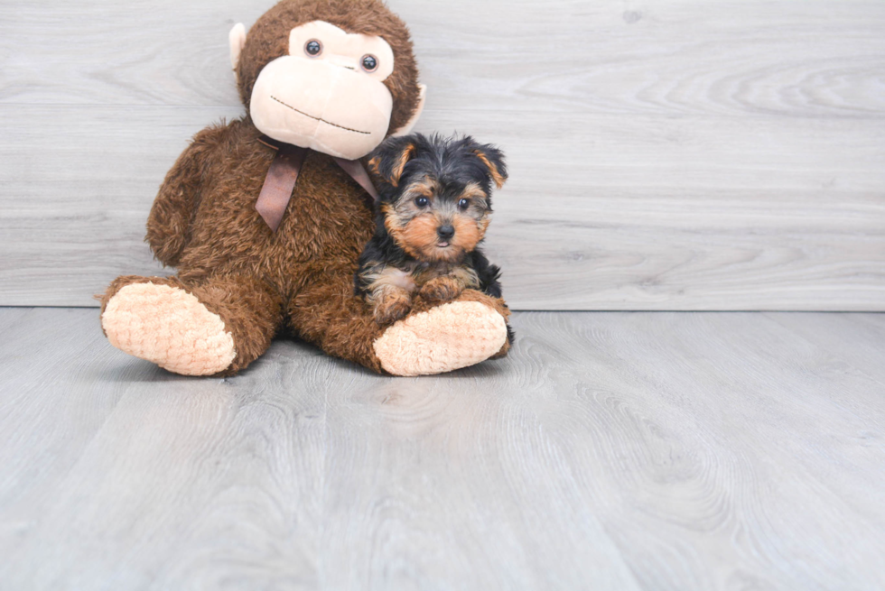 Meet Nugget - our Yorkshire Terrier Puppy Photo 