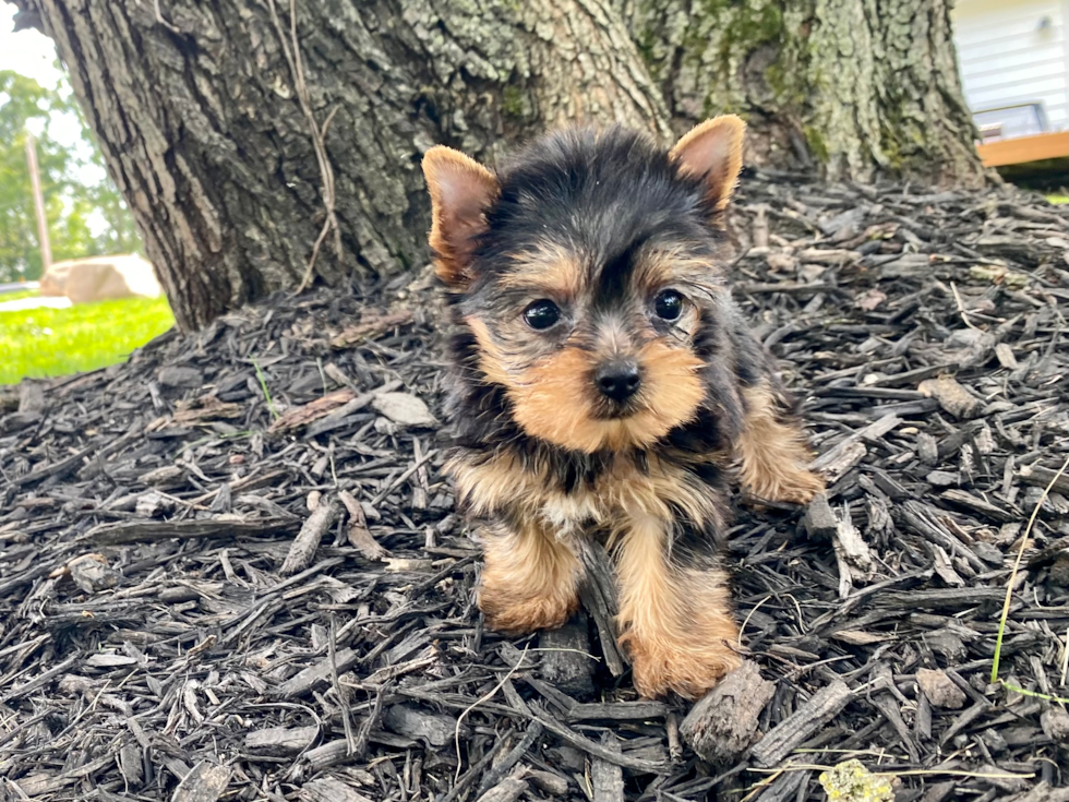 Meet Daisy - our Yorkshire Terrier Puppy Photo 