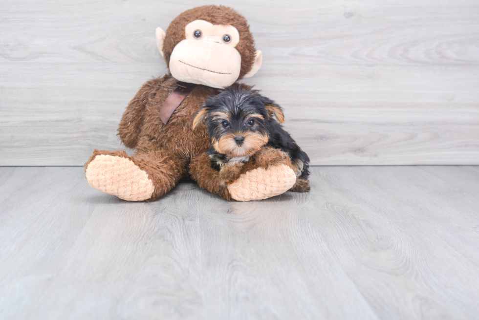 Meet Nugget - our Yorkshire Terrier Puppy Photo 