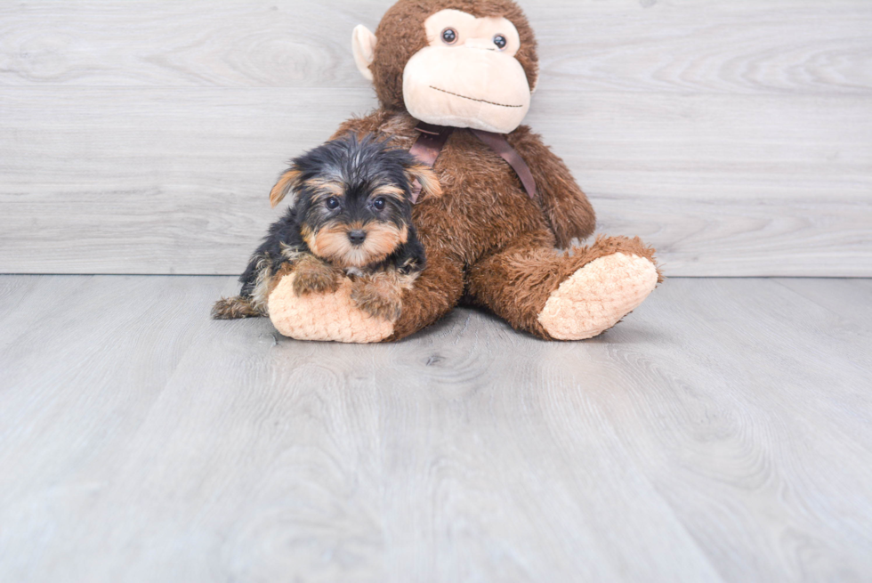 Meet Nugget - our Yorkshire Terrier Puppy Photo 