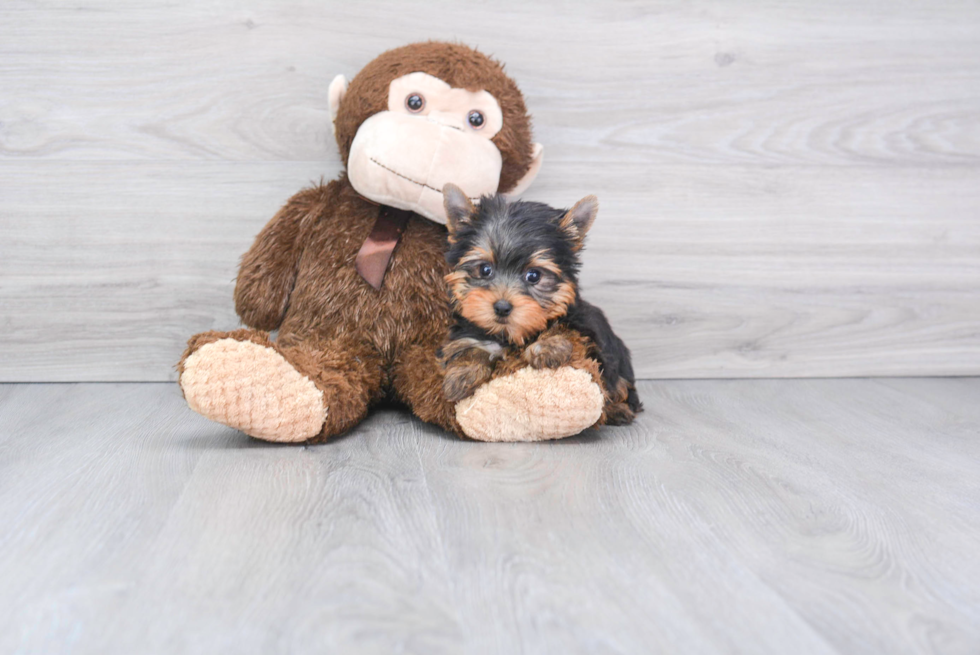 Meet Nugget - our Yorkshire Terrier Puppy Photo 