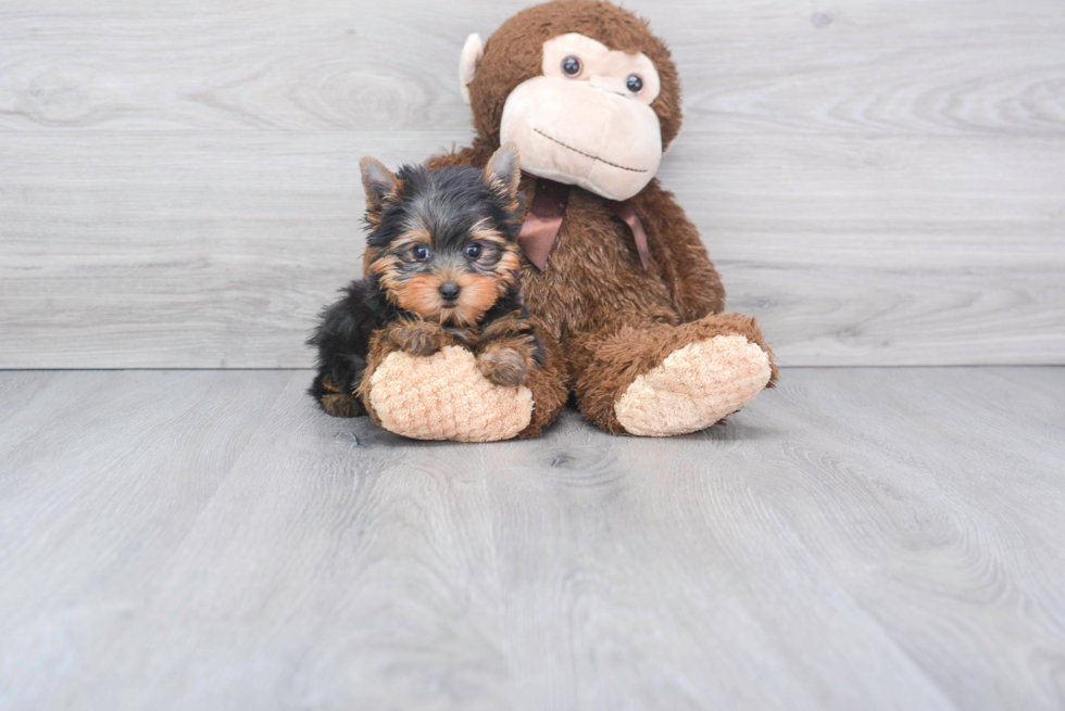 Meet Nugget - our Yorkshire Terrier Puppy Photo 