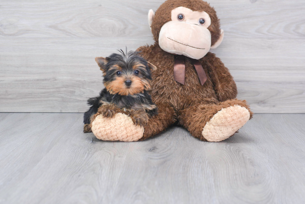 Meet Nugget - our Yorkshire Terrier Puppy Photo 