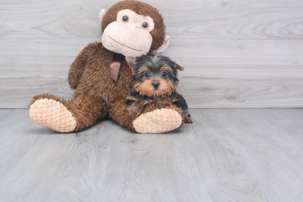 Meet Nugget - our Yorkshire Terrier Puppy Photo 